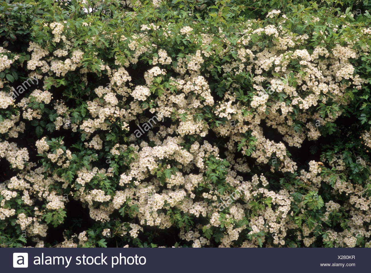 Hedge Weissdorn Crataegus Mongyna Garten Pflanzen Straucher