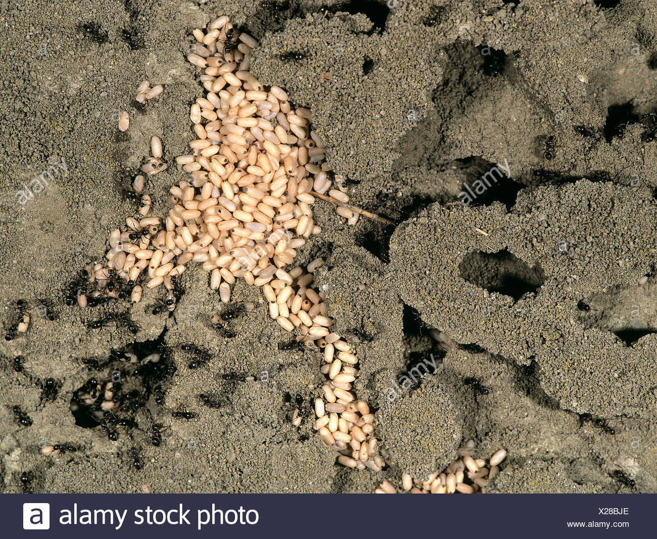 Lasius Niger Nest Stockfotos und bilder Kaufen Alamy