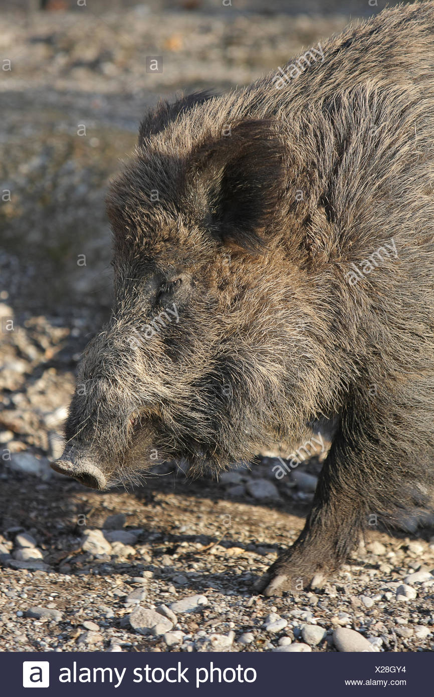 Säugetier Schweineborsten wild Wildschwein Schwein wild Ohren Säugetiere  Schweif Wildschwein Schweine Stockfotografie - Alamy