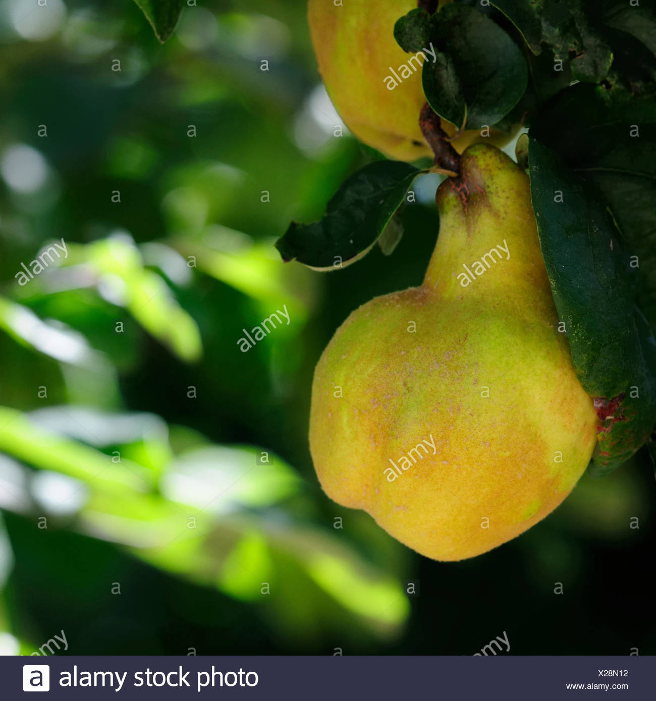 Obst Obstbaum Quitten Quitte Blatt Reif Progenies Fruchte