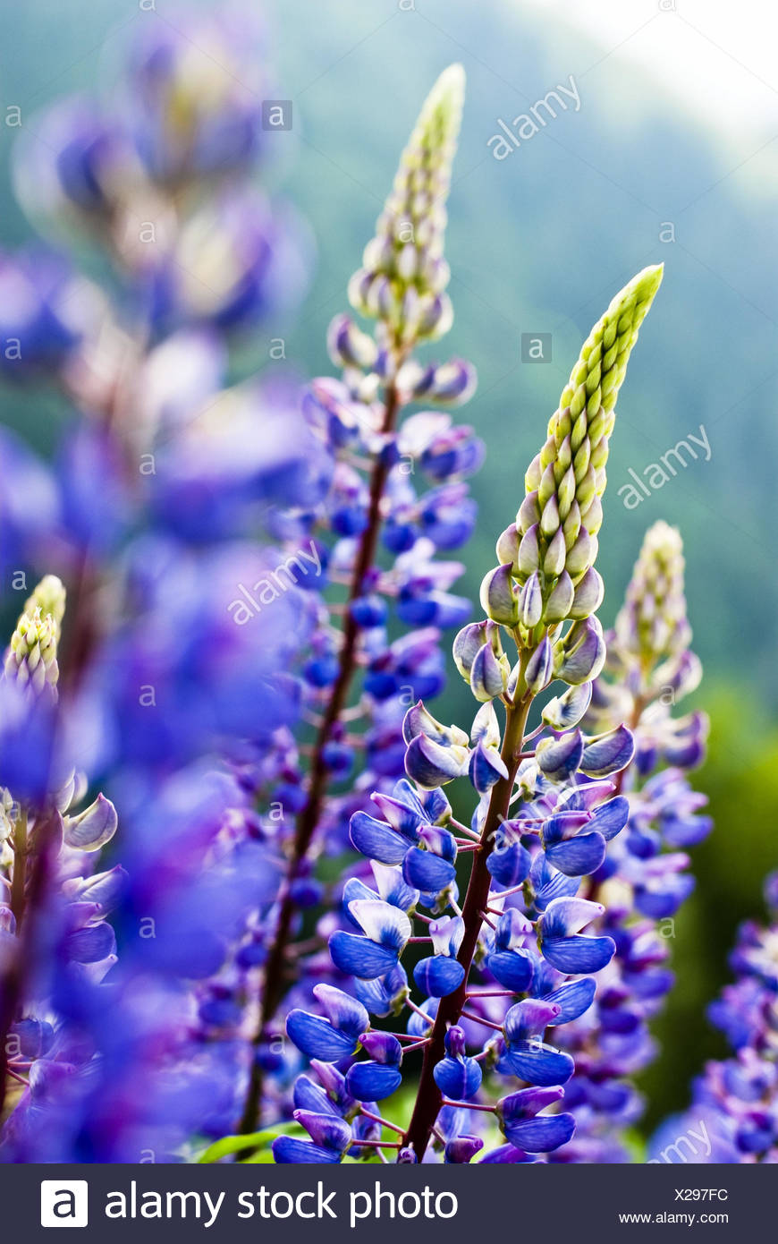 Blue Lupin Stockfotos & Blue Lupin Bilder Alamy