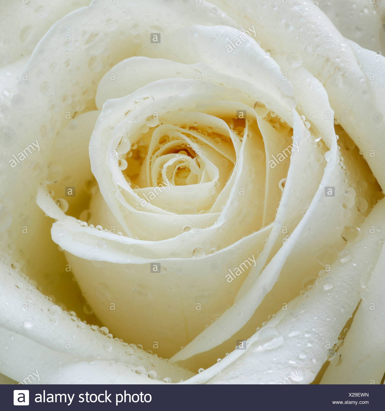 Blume Blumen Blute Blute Blute Gedeihen Detail Makro Nahaufnahme Regentropfen Rose Rosenbluten Tropfen Wassertropfen Von Wasser Weiss Stockfotografie Alamy