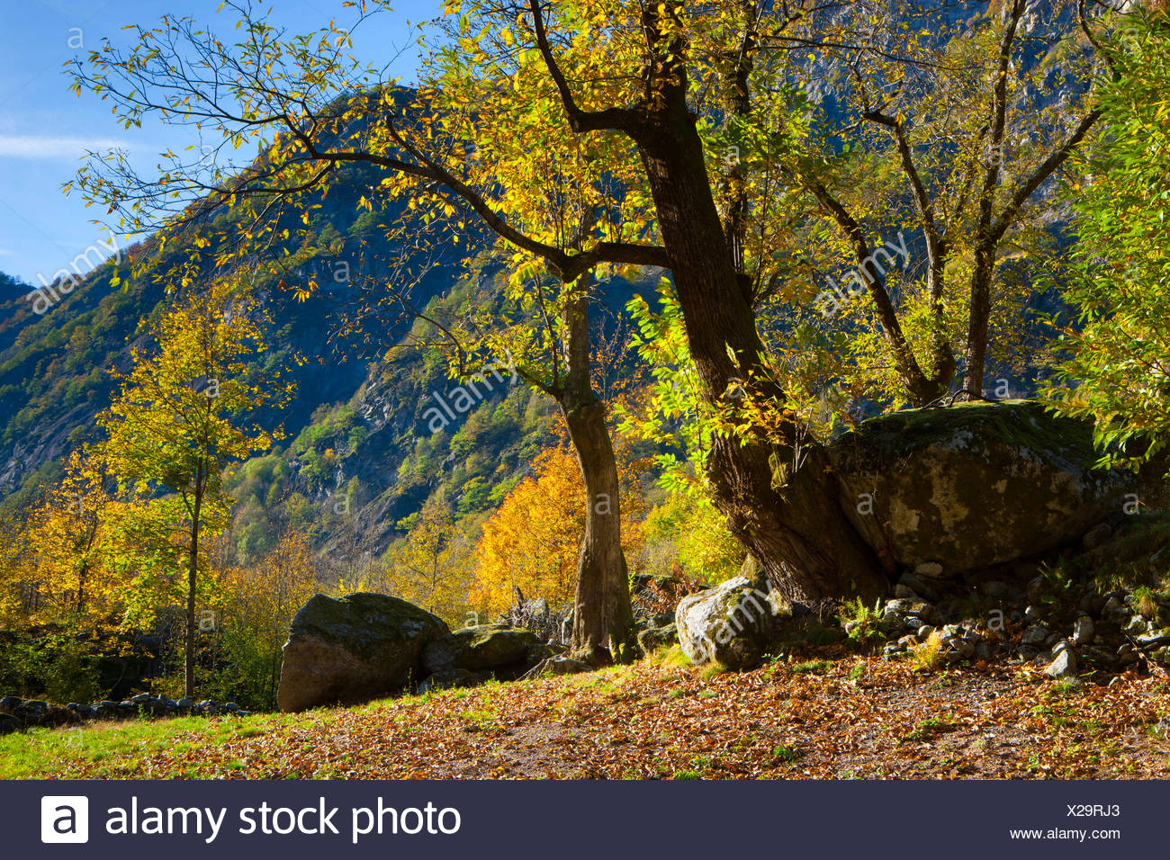 Bavona Tal Der Schweiz Europa Kanton Tessin Felsen Klippe Holz Wald Baume Laubbaume Kastanien Herbst Stockfotografie Alamy