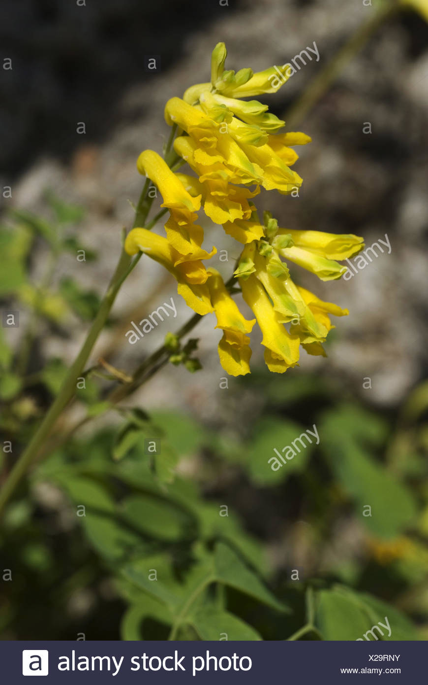 48+ Unkräuter Gelbe Blüte, Die nachfolgenden bilder sollen ihnen