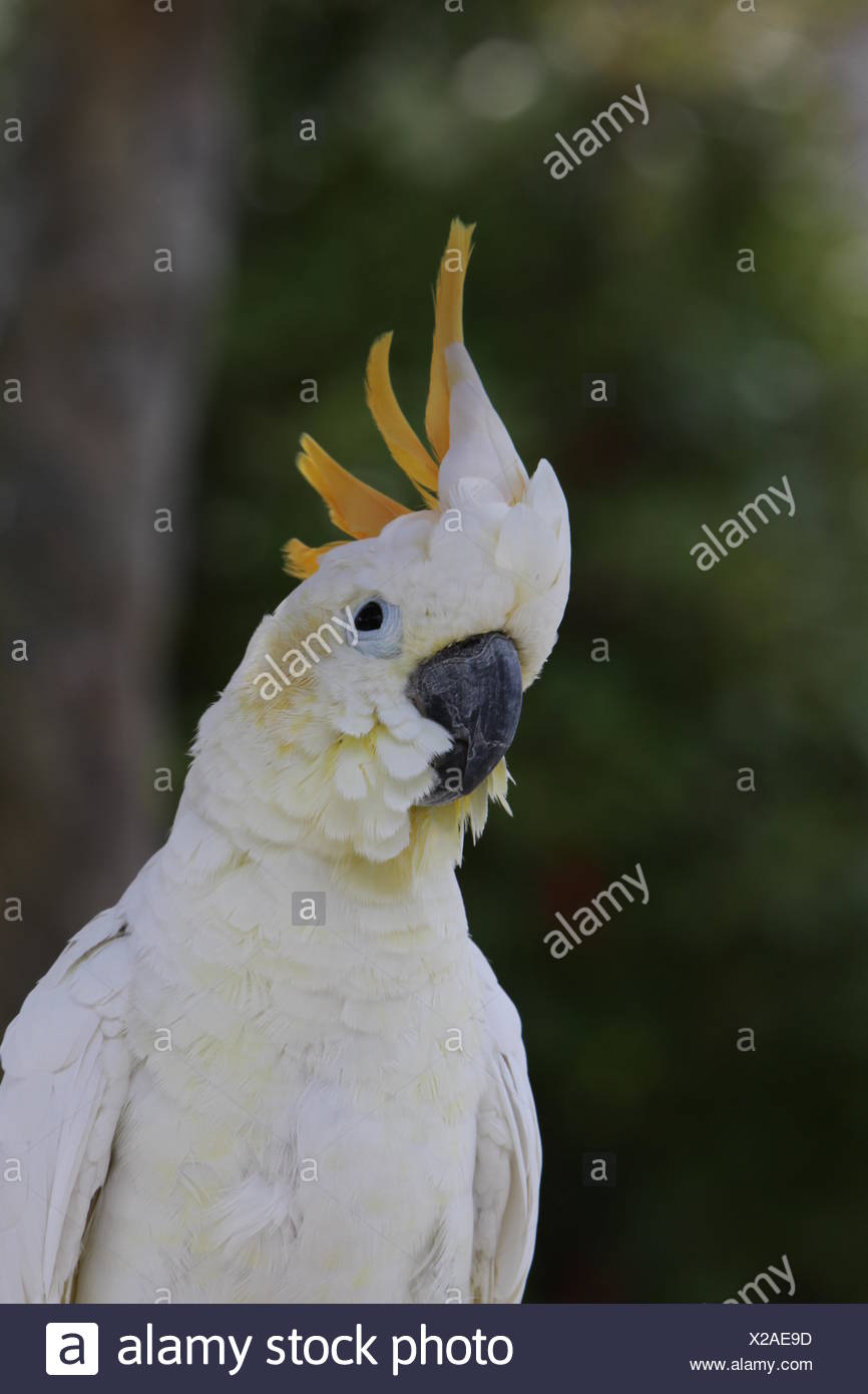 Haustier Vogel Vogel Kakadu Papagei Tier Haustier Vogel Vogel Leer Europaischen Kaukasischen Stockfotografie Alamy