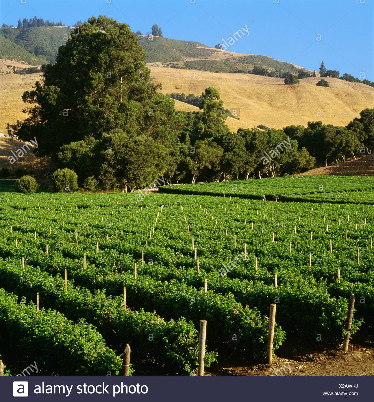 Landwirtschaft Himbeerstraucher Watsonville Kalifornien Usa Stockfotografie Alamy