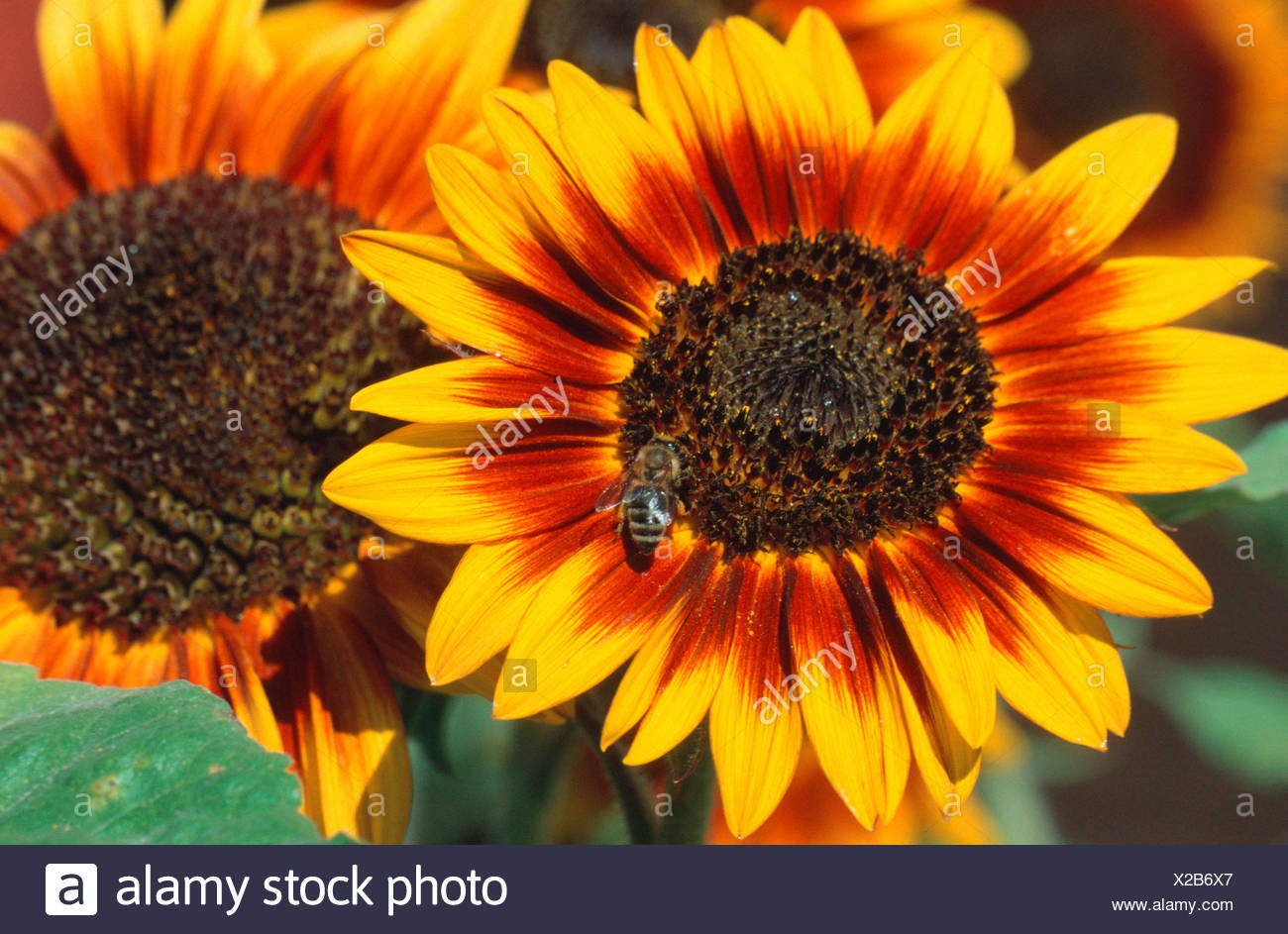 Feuerring Sonnenblume Stockfotos Und Bilder Kaufen Alamy