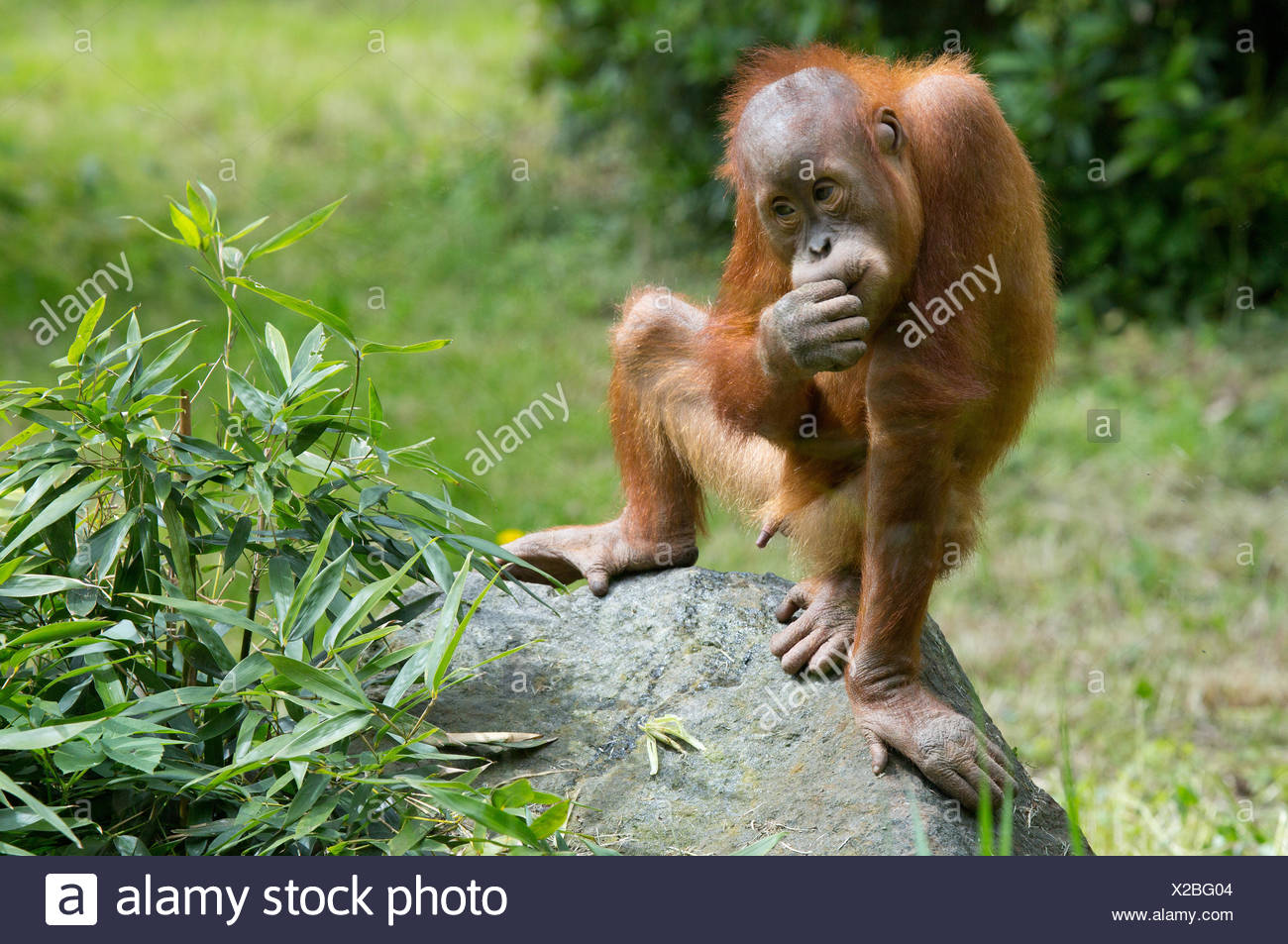 Orang Utan Spiel Stockfotos Und Bilder Kaufen Alamy