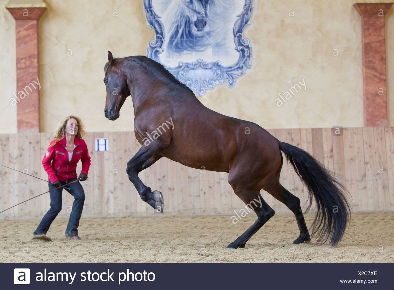 Paso Iberoamericano Frau Bucht Hengst Zeigt Liberty Dressur Reithalle Stockfotografie Alamy