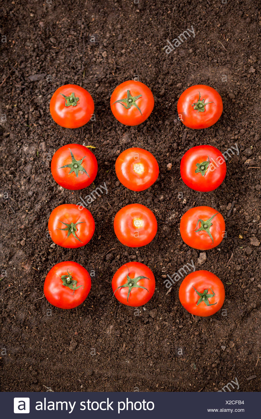 Draufsicht Der Tomaten Auf Schmutz Im Garten Stockfoto Bild 276870696 Alamy