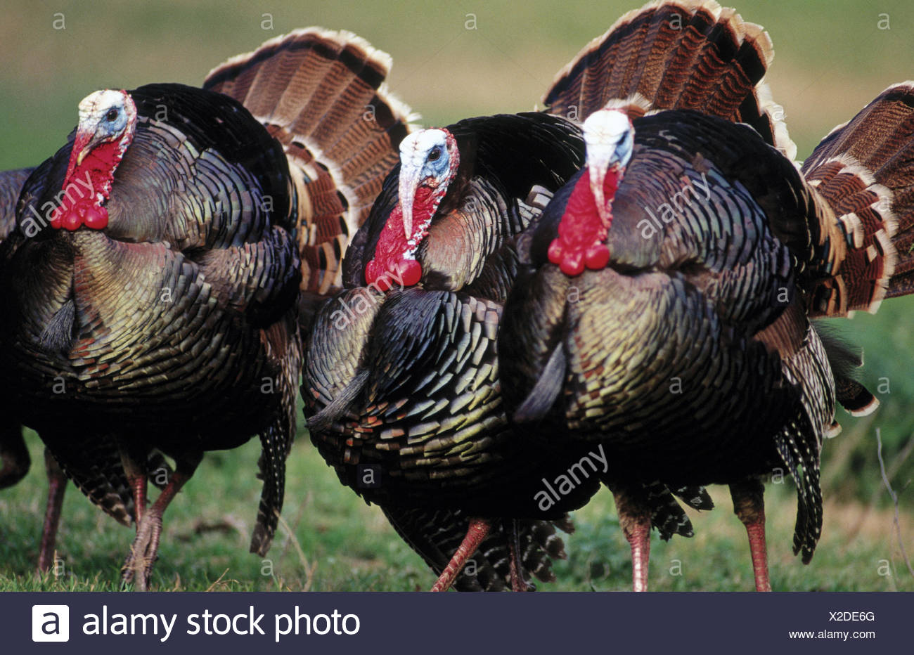 Wilde Truthahne Meleagris Gallopavo Stockfotografie Alamy
