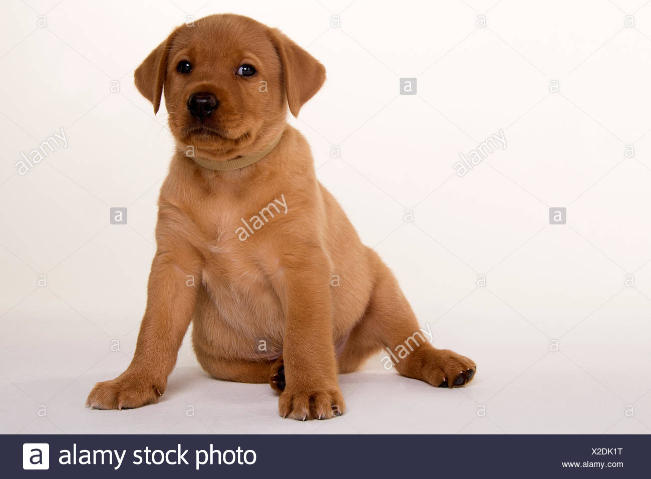 Gelber Labrador Welpe Stockfotos Und Bilder Kaufen Alamy