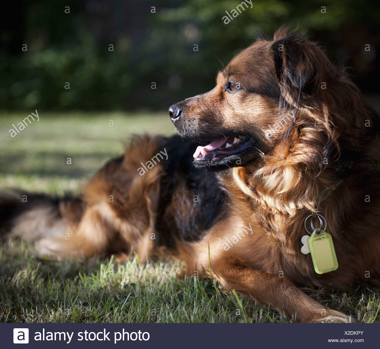 Großer Brauner Hund