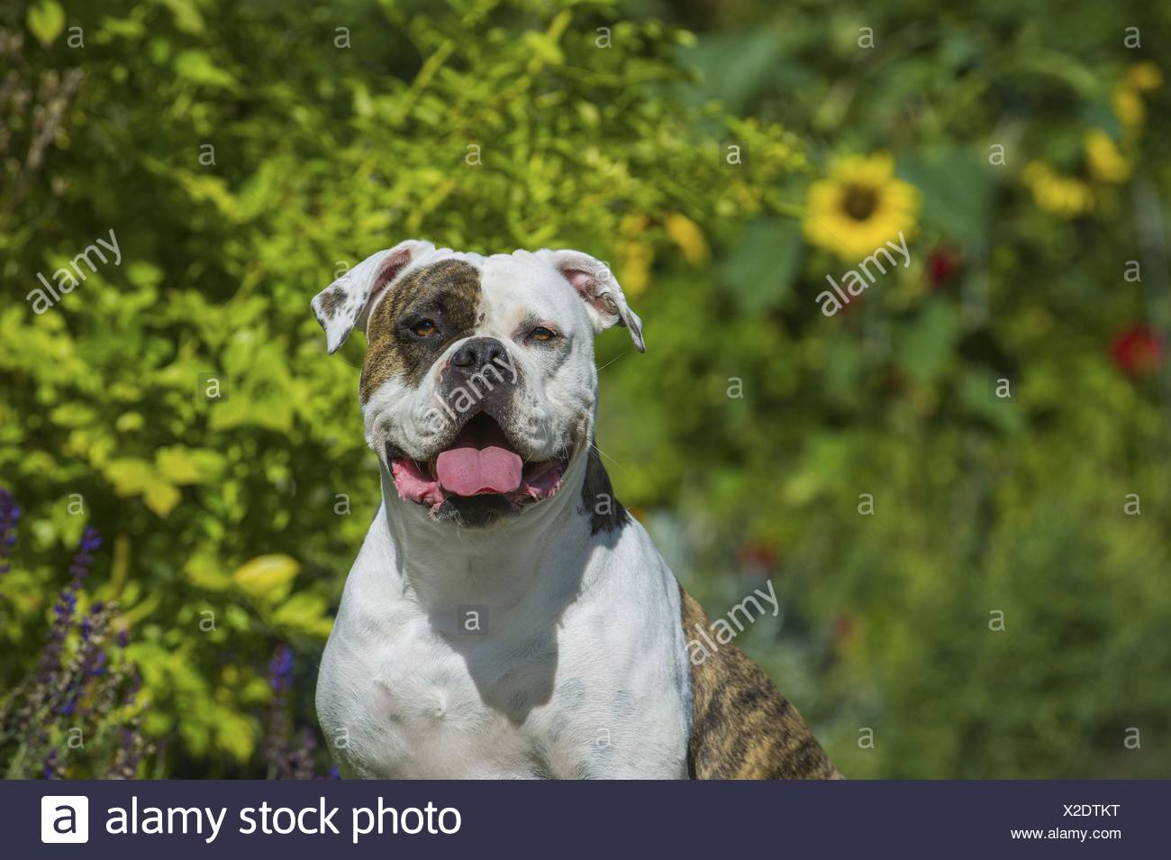 Amerikanische Bulldogge Portrait Stockfotografie Alamy