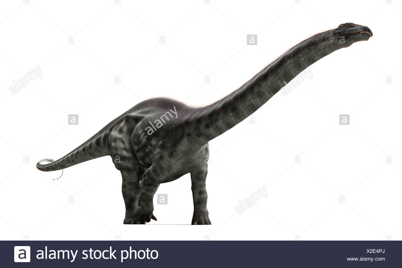 Apatosaurus Dinosaurier Artwork Stockfotografie Alamy