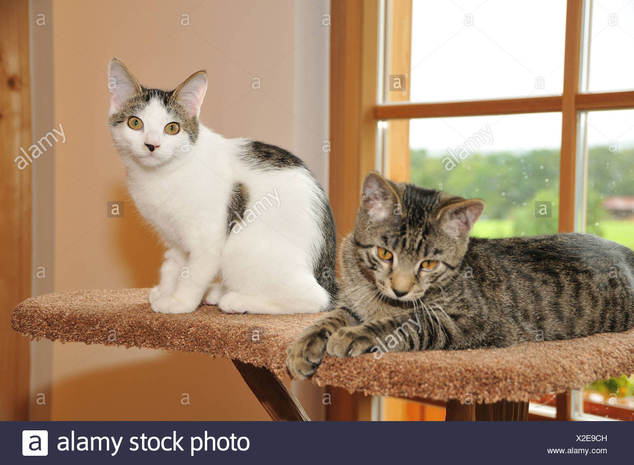 Inlandische Katze Zwei Katzen Kratzbaum Teppich Bedeckten Barsch