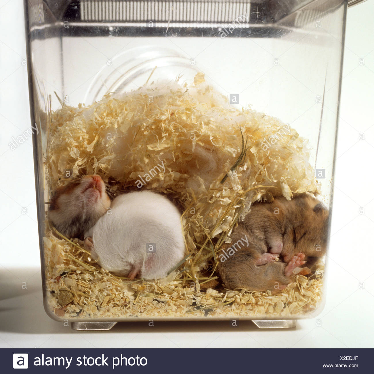 Hamster Sleeping Stockfotos & Hamster Sleeping Bilder Alamy