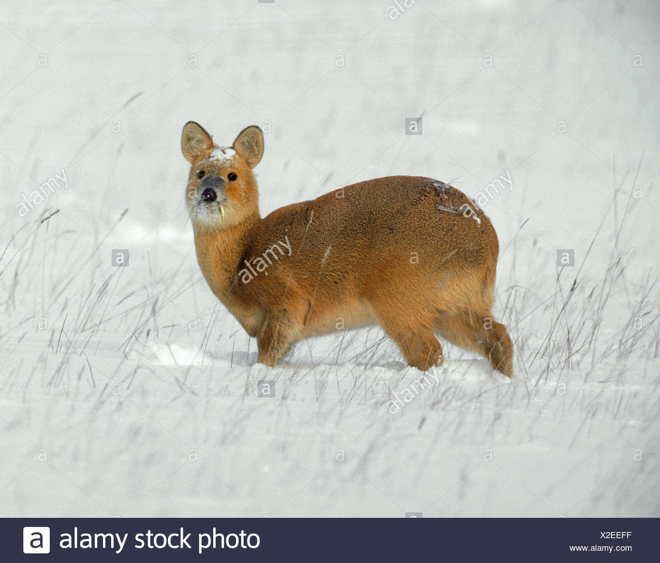 Water Deer Stockfotos Und Bilder Kaufen Alamy