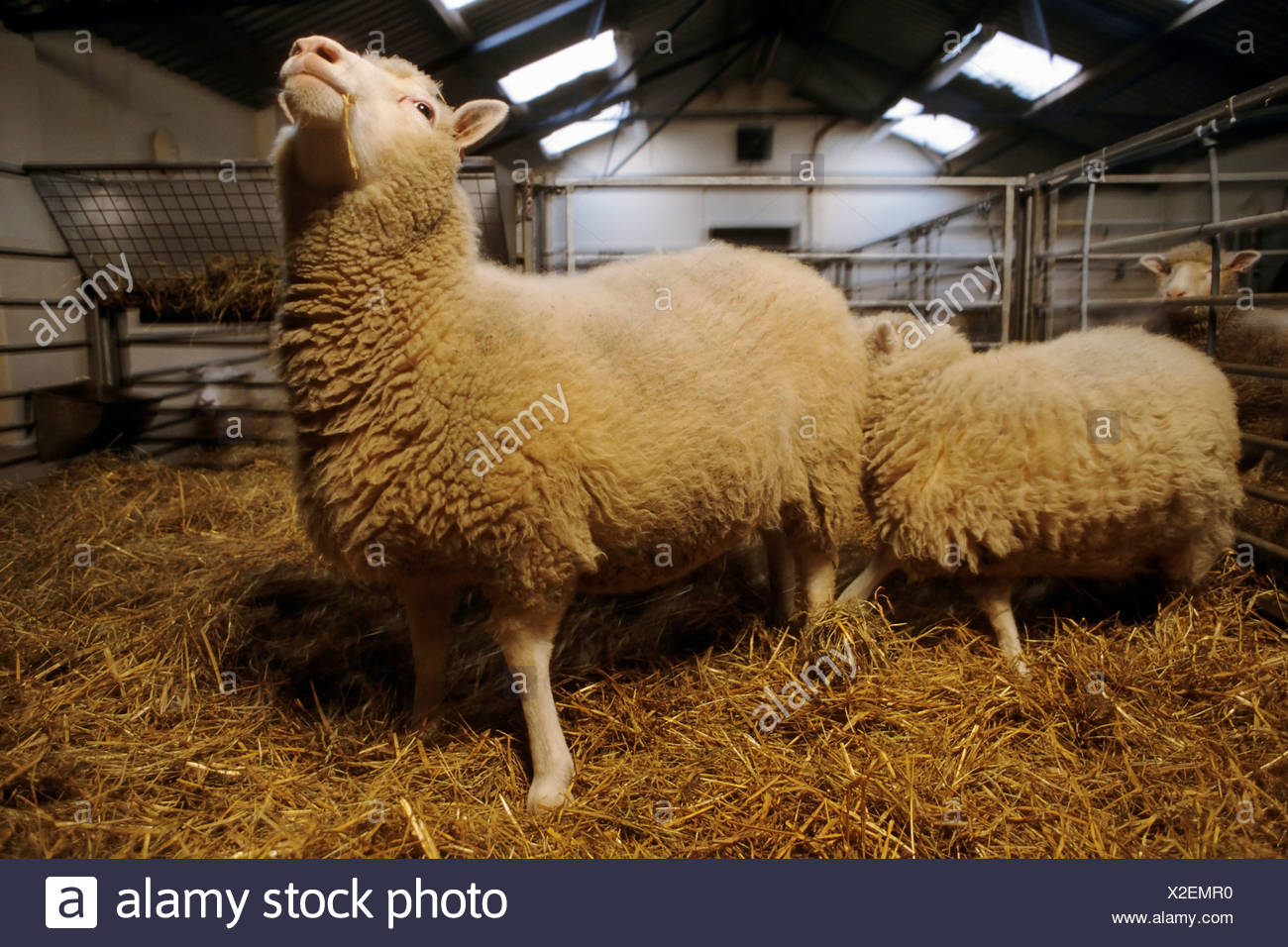 Erstes Geklontes Schaf Stockfotos und -bilder Kaufen - Alamy