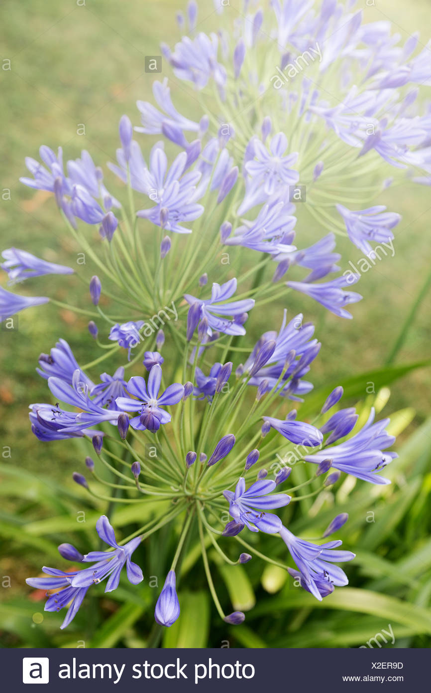 Garten Blume Pflanze Blute Blute Bluhen Bluhende Lila Gartner Stockfotografie Alamy
