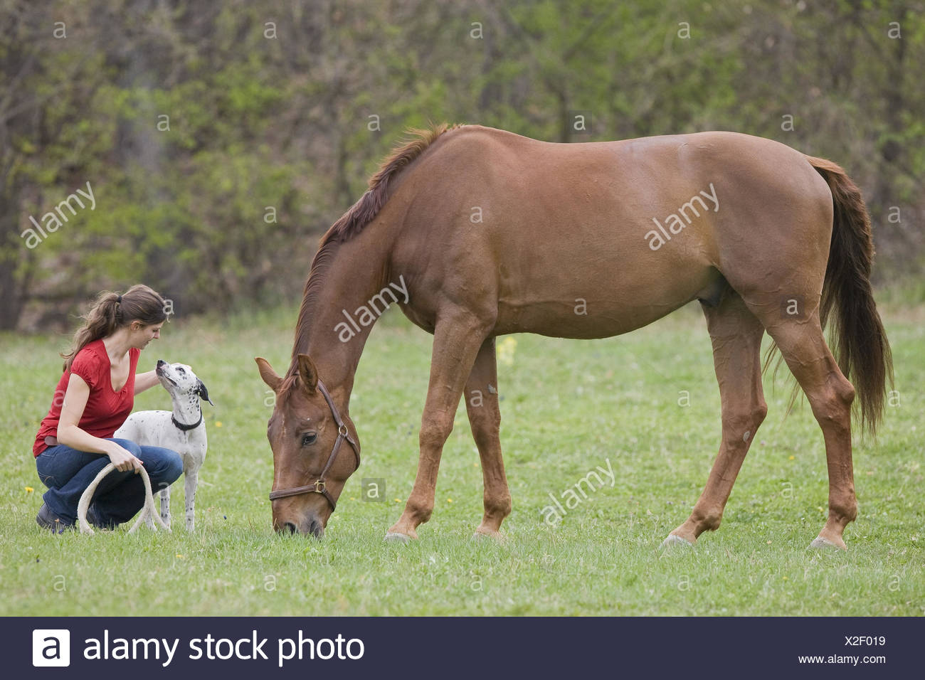 frau mit hund und pferd stockfotografie alamy