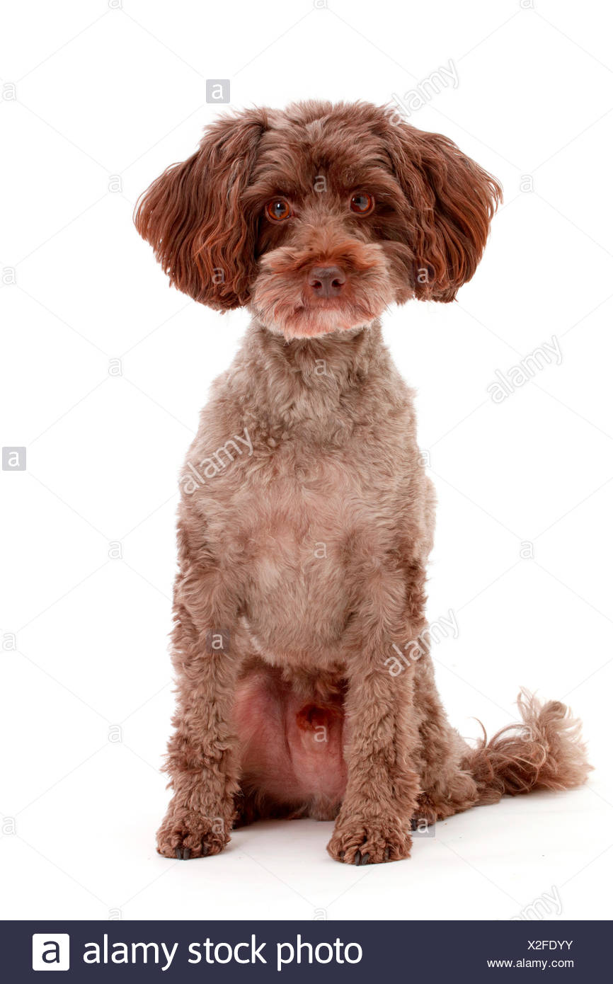 Schnoodle Stockfotos und bilder Kaufen Alamy