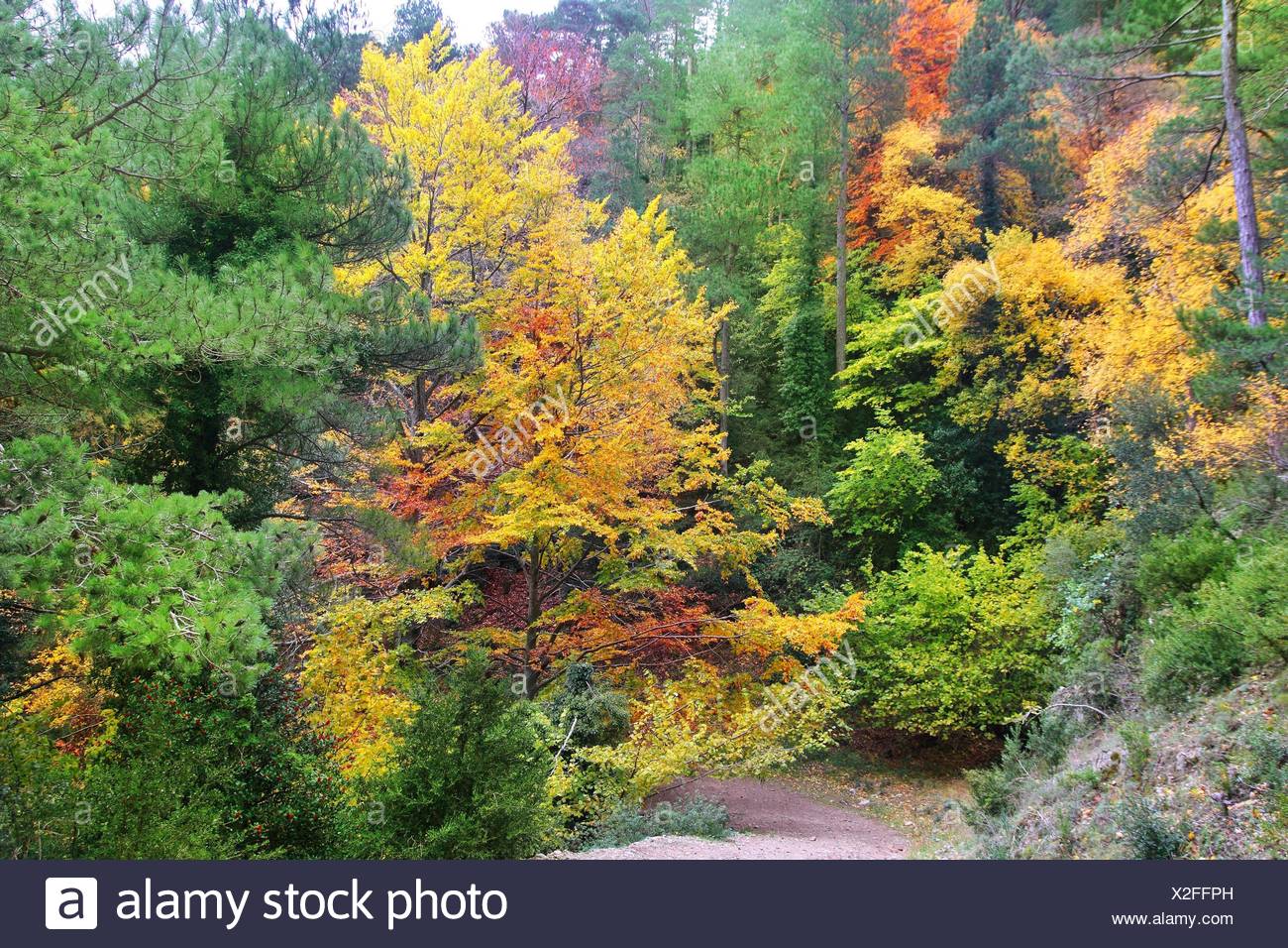 Schone Beauteously Schon Blatt Gesundheit Umwelt Umwelt Baum Stockfotografie Alamy