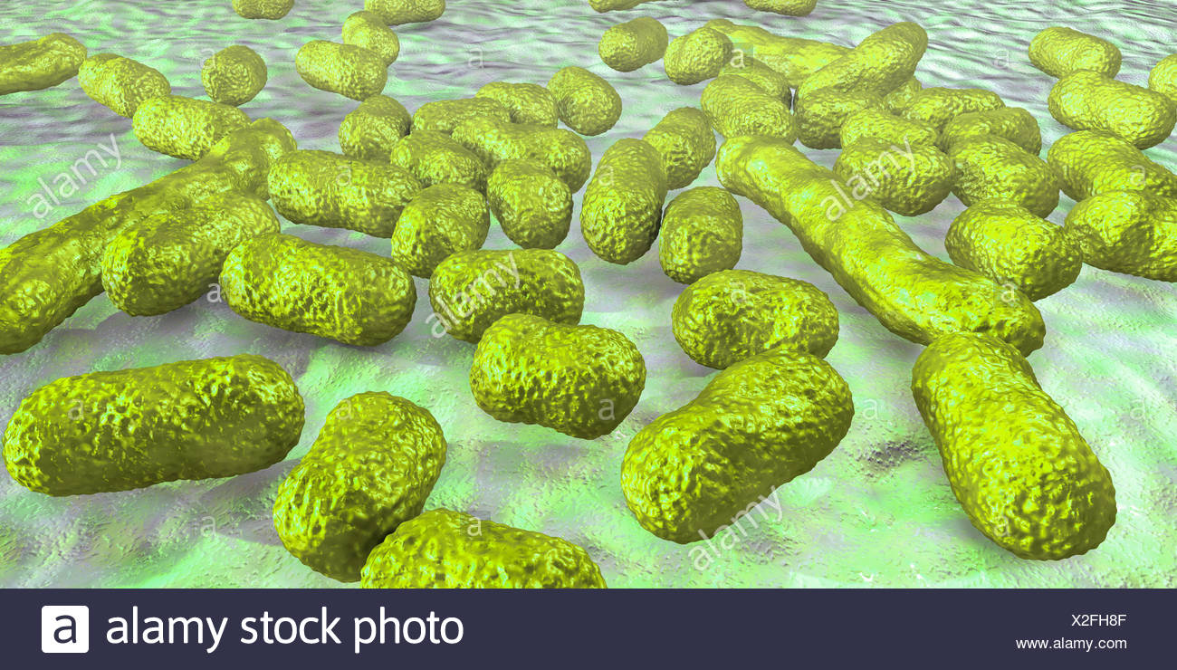 Bakterien Stockfotos und bilder Kaufen Alamy