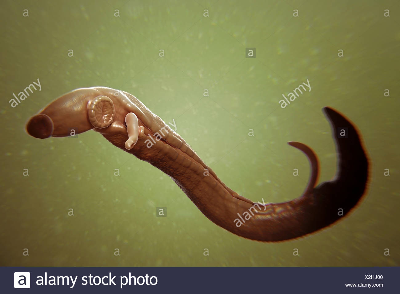 Schistosomiasis Stockfotos Und Bilder Kaufen Alamy