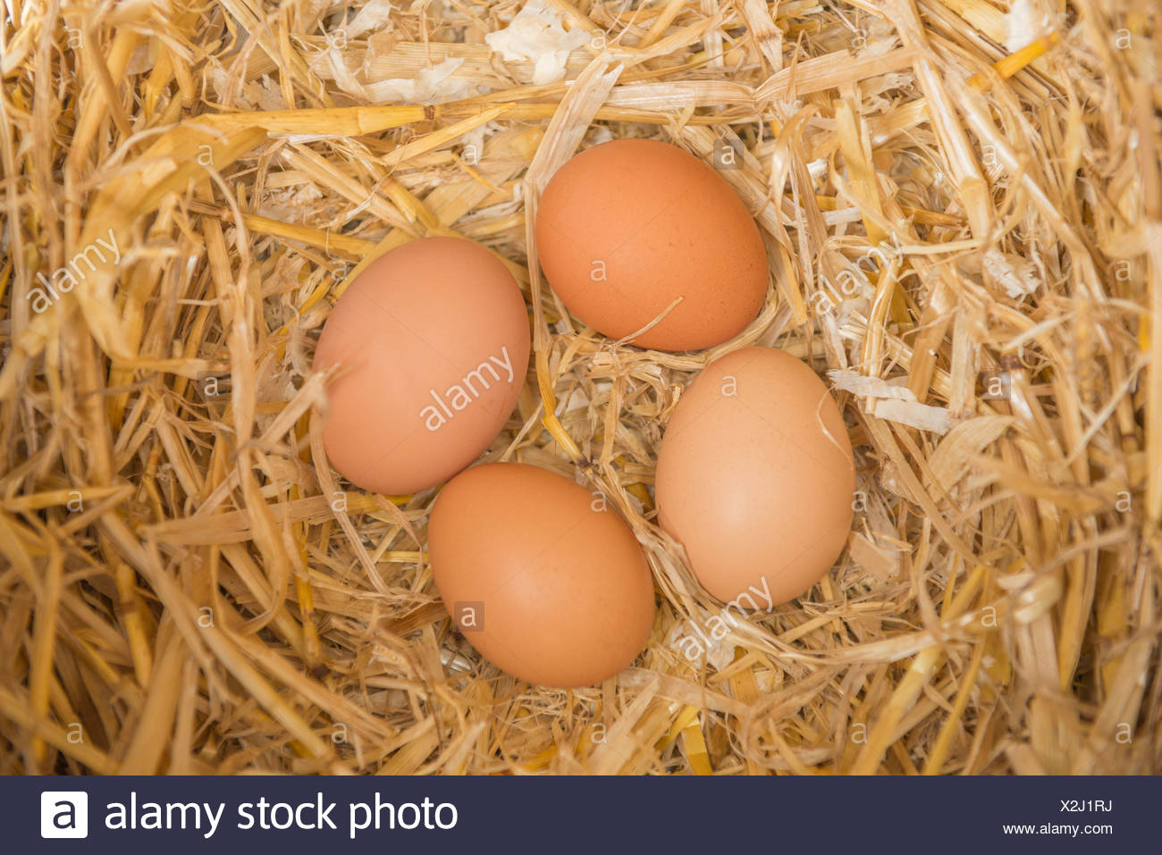 Kann Man Frisch Gelegte Hühnereier Sofort Essen Frisch Gelegte Eier Stockfotos und -bilder Kaufen - Alamy