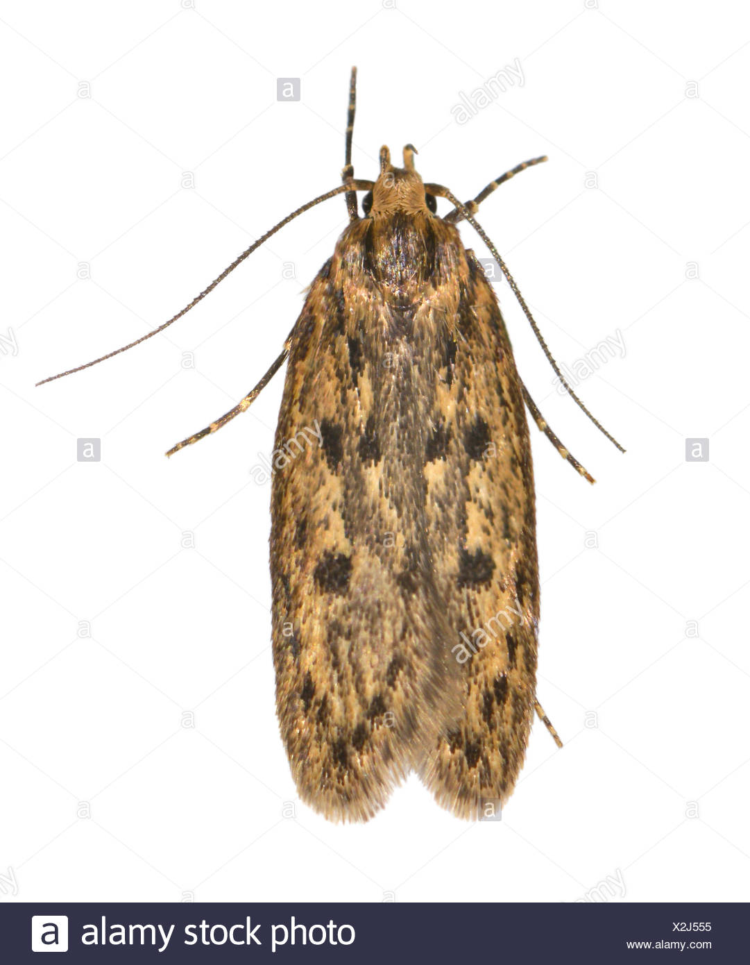 Brown House Moth Stockfotos Brown House Moth Bilder Alamy