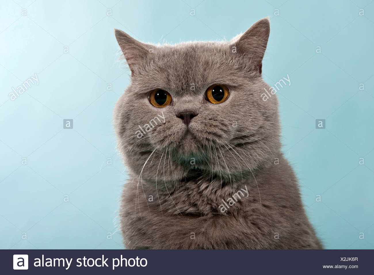 Blau Britisch Kurzhaar Kartäuser Kater Portrait