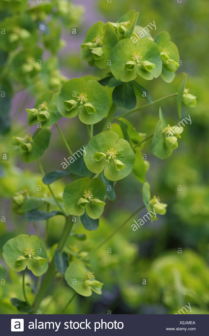 Tonsillen Grunen Wolfsmilch Euphorbia Amygdaloides Detail
