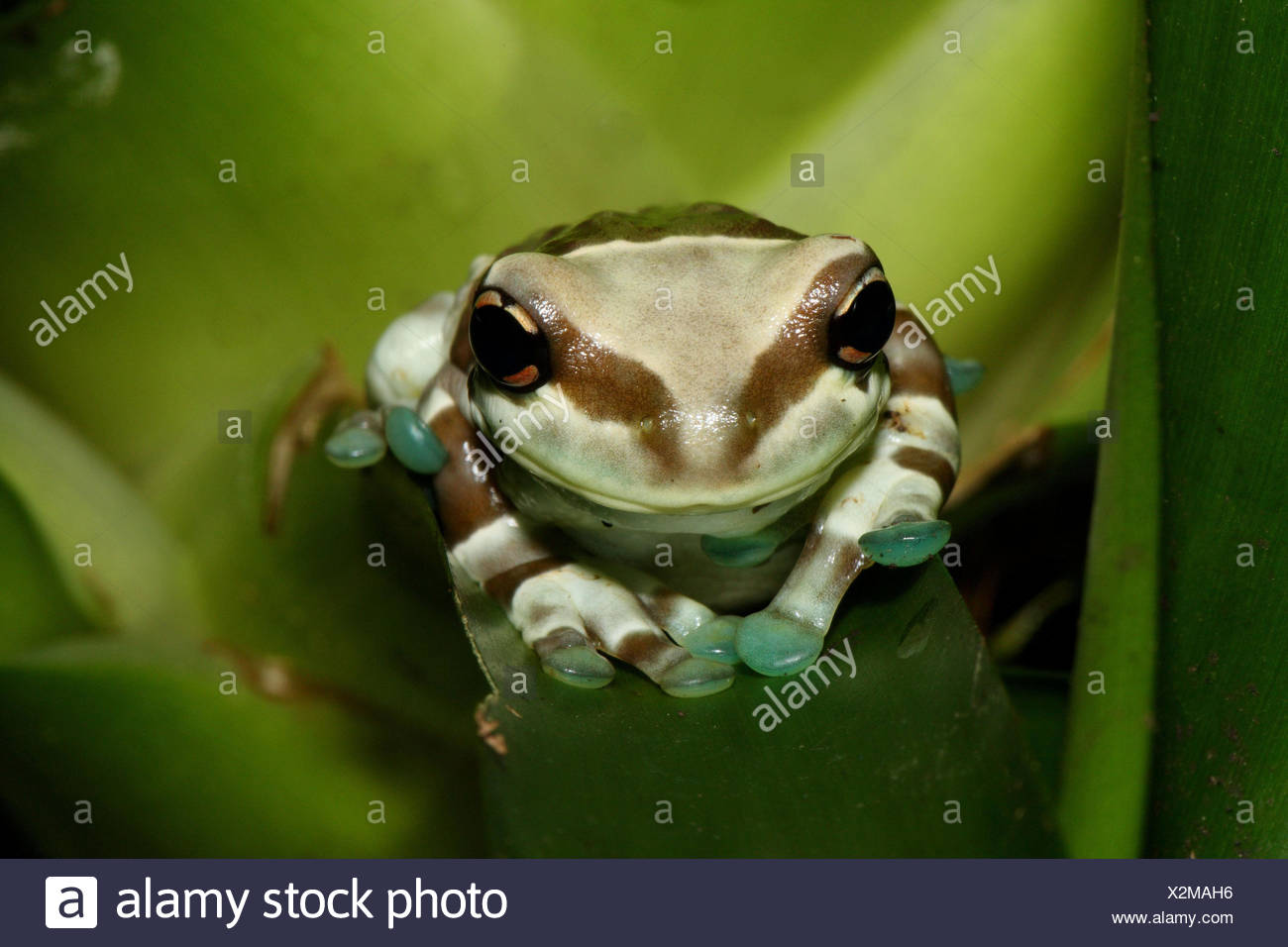 Frosch Kröte Laub, Blätter, Sit, Porträt, Gruben-Kröte Laub Laubfrosch, Frosch, Laub Frosch, Frosch Amphibie, Amphibien, wildes Tier, Tier, Natur, grün, Brasilien, Amazonas, Amazonas, Regenwald, Tier Portrait Stockfoto