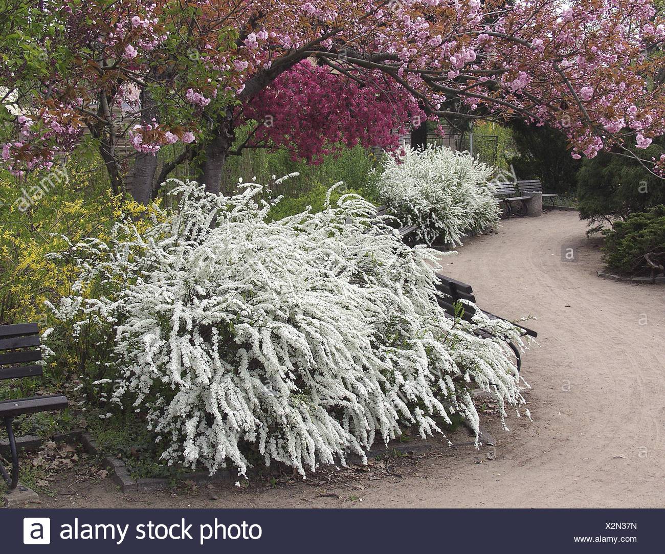 Spiraea Cinerea Spiraea Cinerea Grefsheim Stockfotos und bilder Kaufen
