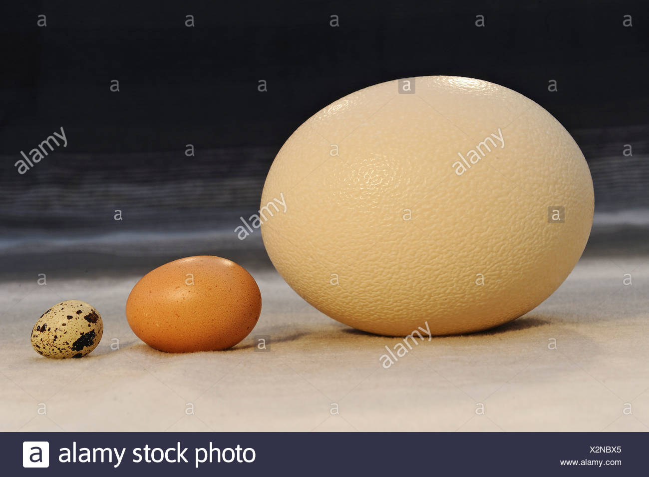 Ostrich Egg Ostrich Farm Stockfotos und bilder Kaufen Alamy