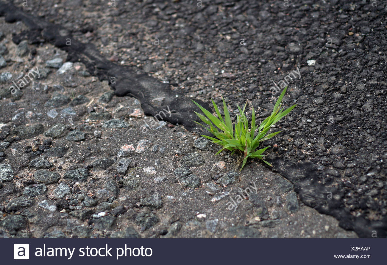 Asphalt Plant Strength Stockfotos & Asphalt Plant Strength Bilder