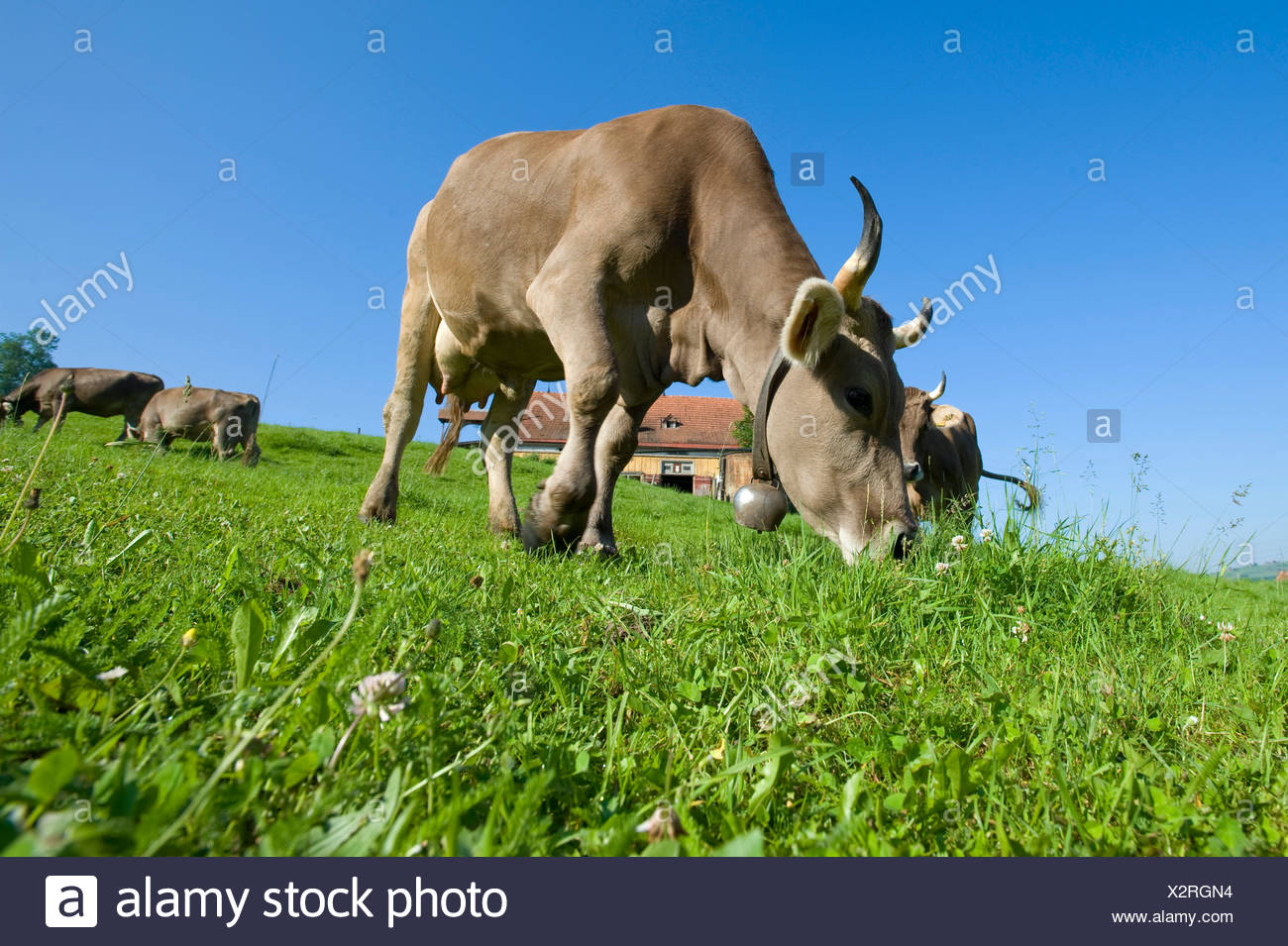 Appenzell Cows Stockfotos und -bilder Kaufen - Alamy
