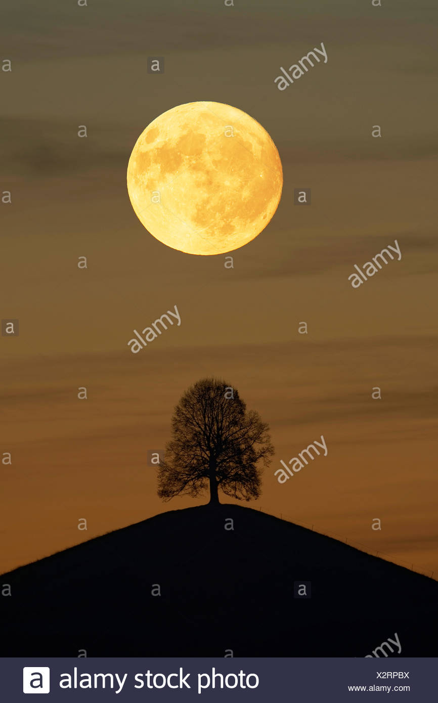 Solitaire Baum Linde Tilia Auf Moranenhugel Bei Vollmond