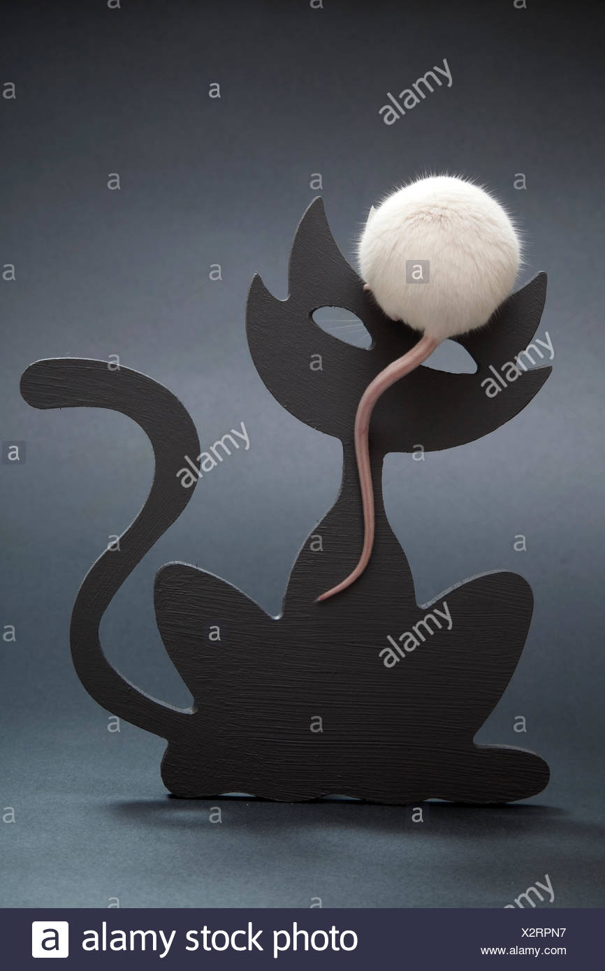 Spiel Von Katz Und Maus Stockfotografie Alamy