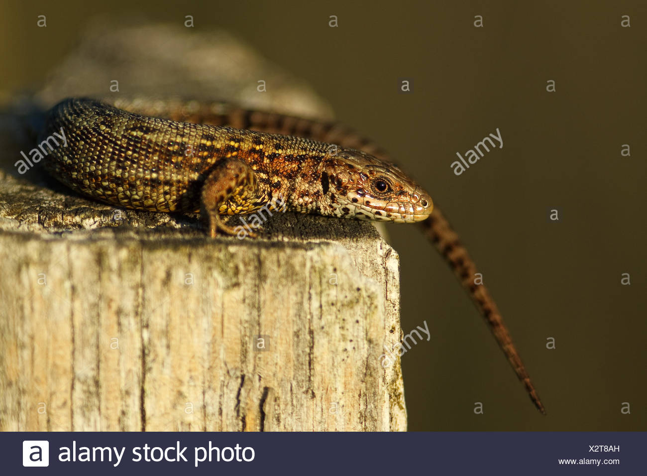 vivipare Eidechse - Zootoca vivipara Stockfoto