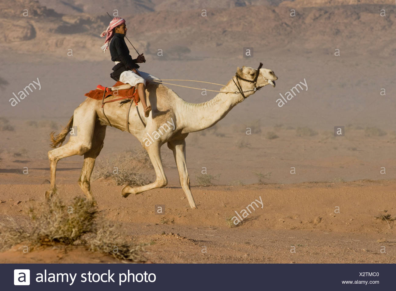 Pferderennen In Der Wuste Stockfotos Und Bilder Kaufen Alamy