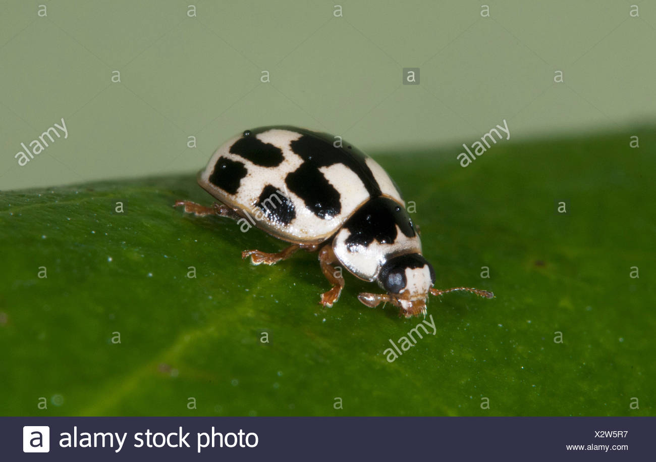 14 Marienkafer Propylea Quatuordecimpunctata Beschmutzt Uk Garten Schwarz Und Weiss Klein Makro Stockfotografie Alamy