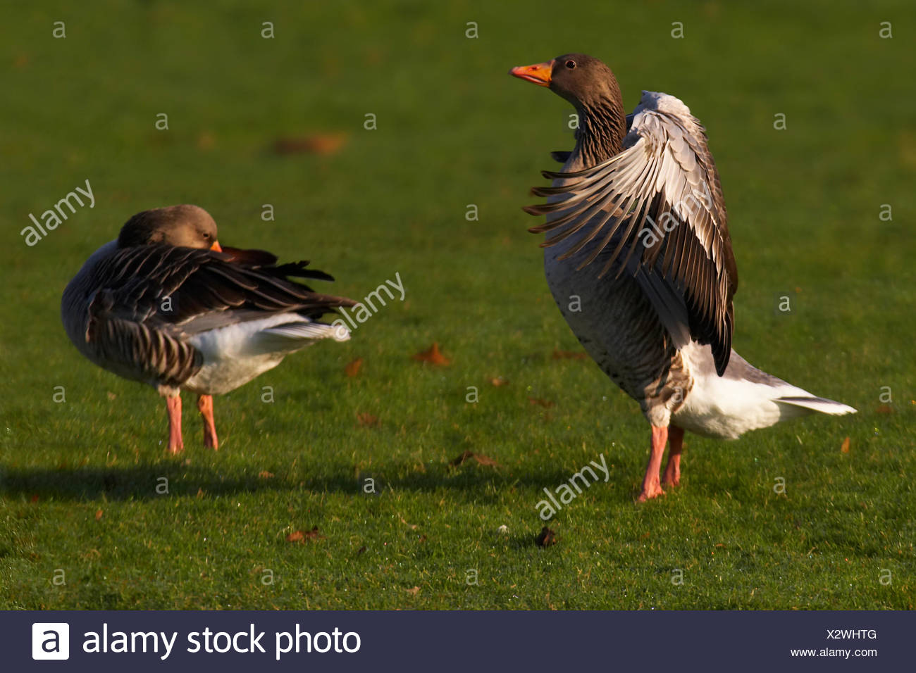 Vogel Vogel Flugel Ausgebreitet Federn Schnabel Wasservogel Ganse Wasservogel Gans Schnabel Stockfotografie Alamy
