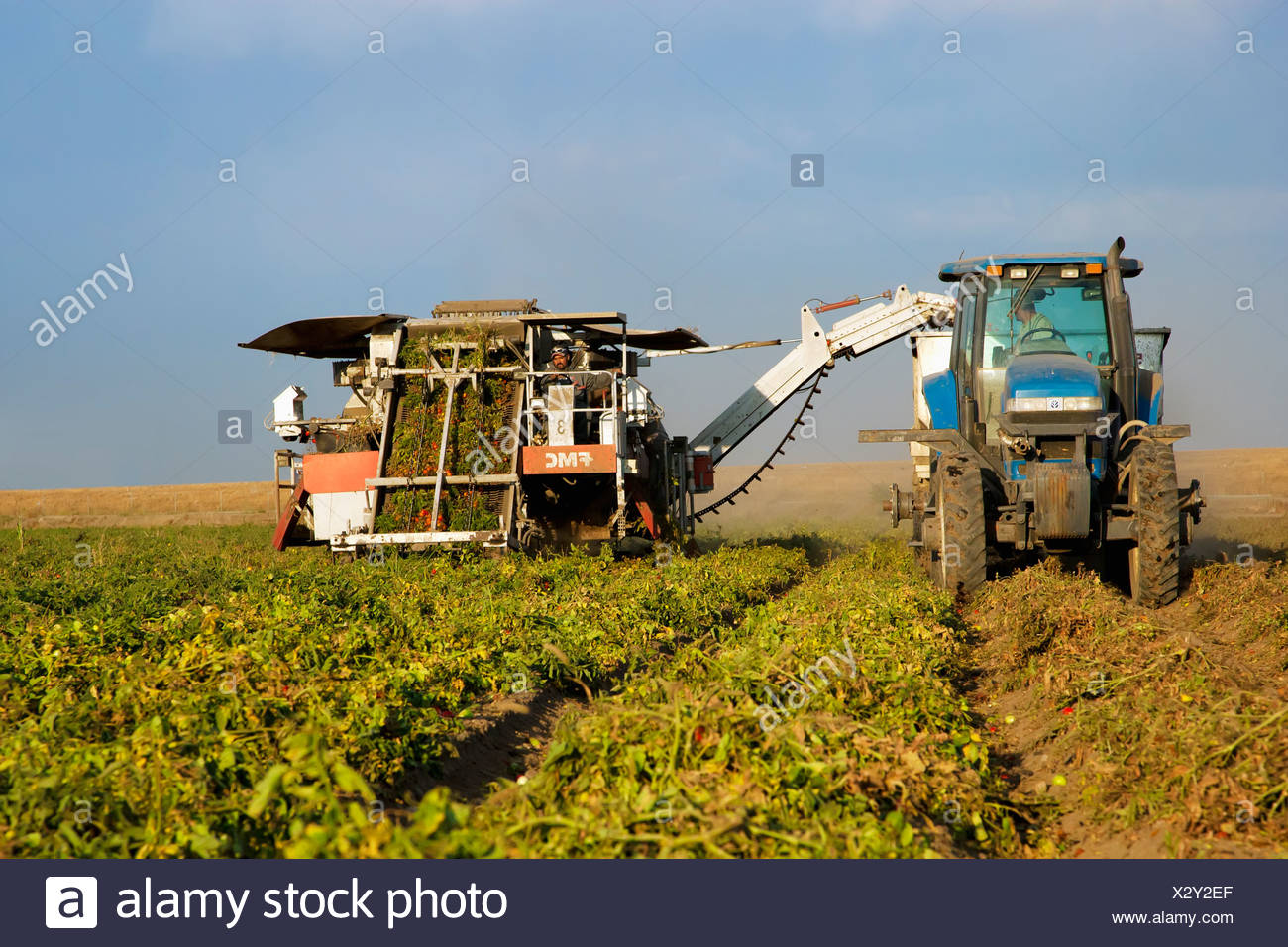 Landwirtschaft Verarbeitung Von Tomaten Wird Geerntet In Der Nahe Von Stockton Kalifornien Usa Stockfotografie Alamy