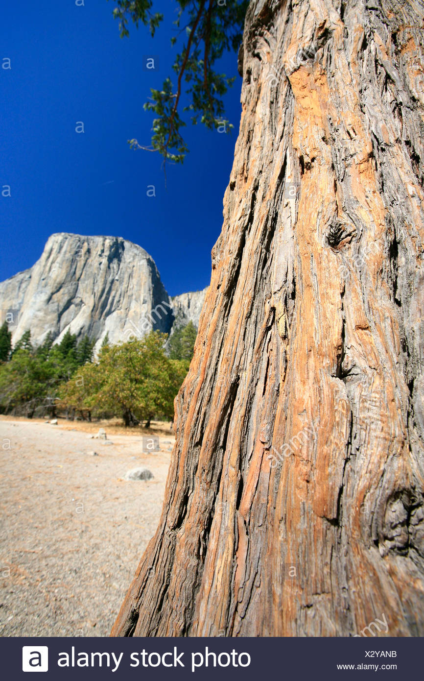Blick Richtung El Capitan Berg Mit Einer Grossen Kletterroute Die Nase Auf Die Granitklippe Yosemite Nationalpark Stockfotografie Alamy