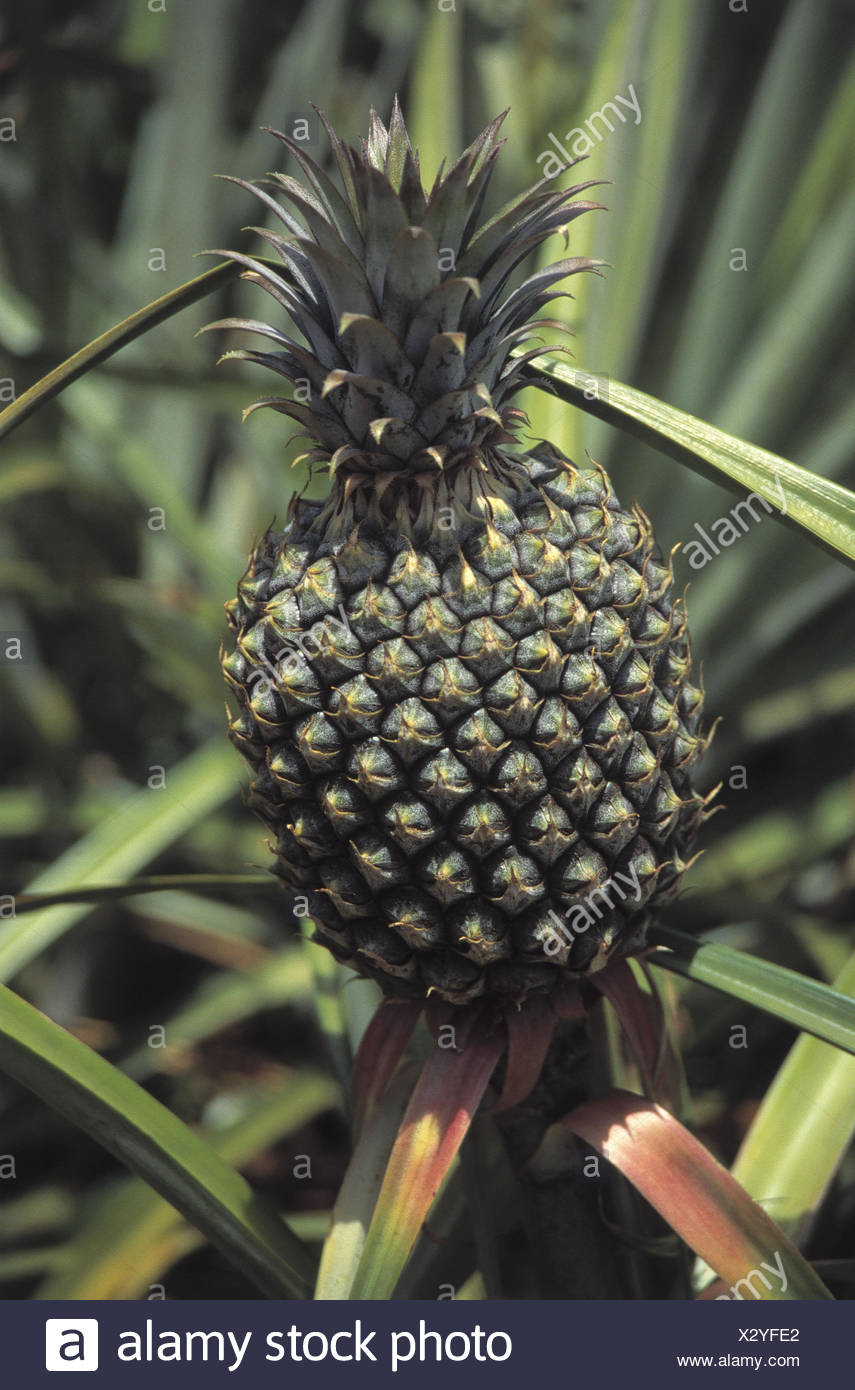 Ananas Pflanze Corona 50cm Gratis Topf