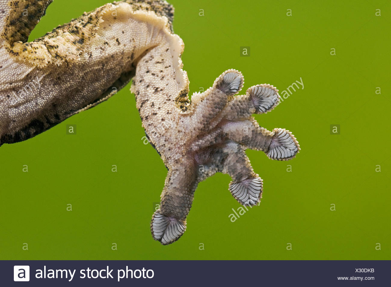 Лапа ящерицы