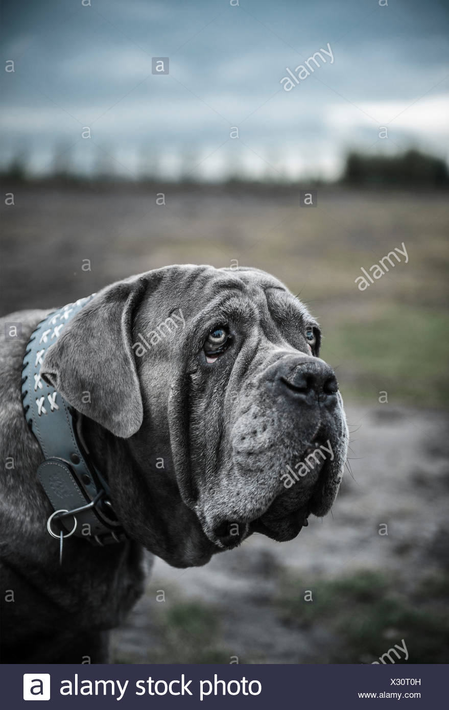 Portrat Des Grossen Grauen Hund Hautnah Stockfotografie Alamy