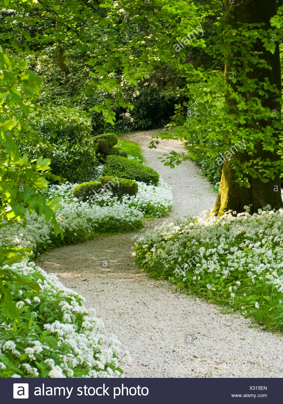 Weg Durch Wald Garten Mit Barlauch Stockfotografie Alamy